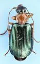 Lebia tricolor - photo 3