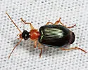Lebia tricolor - photo 4