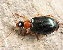 Lebia tricolor - photo 5