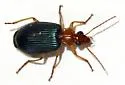 Lebia tuckeri - photo 2