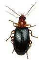 Lebia tuckeri - photo 3