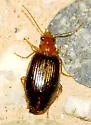 Lebia tuckeri - photo 4