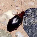 Lebia tuckeri - photo 5