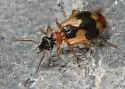 Lebia variegata - Lebia variegata