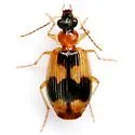 Lebia variegata - photo 4