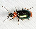 Lebia viridipennis - photo 2