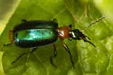 Lebia viridipennis - photo 3