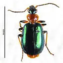 Lebia viridipennis - photo 4
