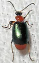Lebia viridipennis - photo 5