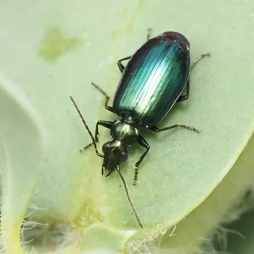 Lebia viridis - photo 3