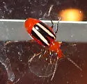 Lebia vittata - photo 2