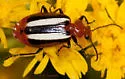 Lebia vittata - photo 3