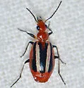 Lebia vittata - photo 4