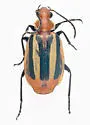 Lebia vittata - photo 5
