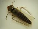 Lebradea flavovirens