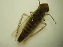 Lebradea flavovirens - photo 2