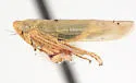 Lebradea helvina