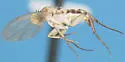 Lecanocerus compressiceps - Lecanocerus compressiceps