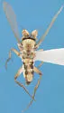 Lecanocerus compressiceps - photo 2
