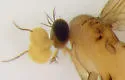 Lecanocerus compressiceps - photo 3