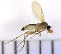 Lecanocerus compressiceps - photo 4