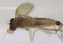 Lecanocerus compressiceps - photo 5