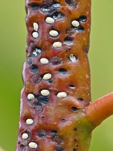 Lecanodiaspis acaciae