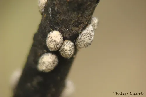 Lecanodiaspis sardoa