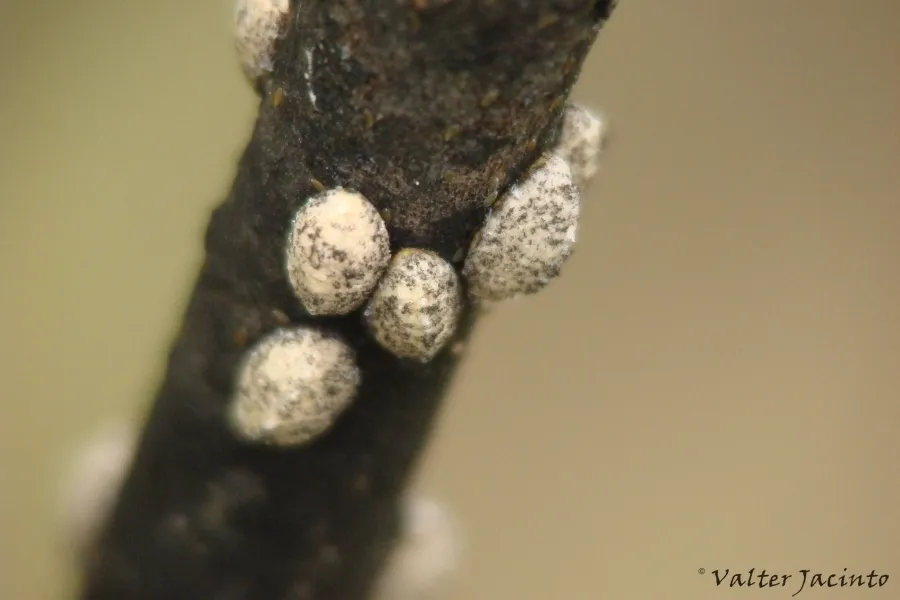 Lecanodiaspis sardoa - photo 2