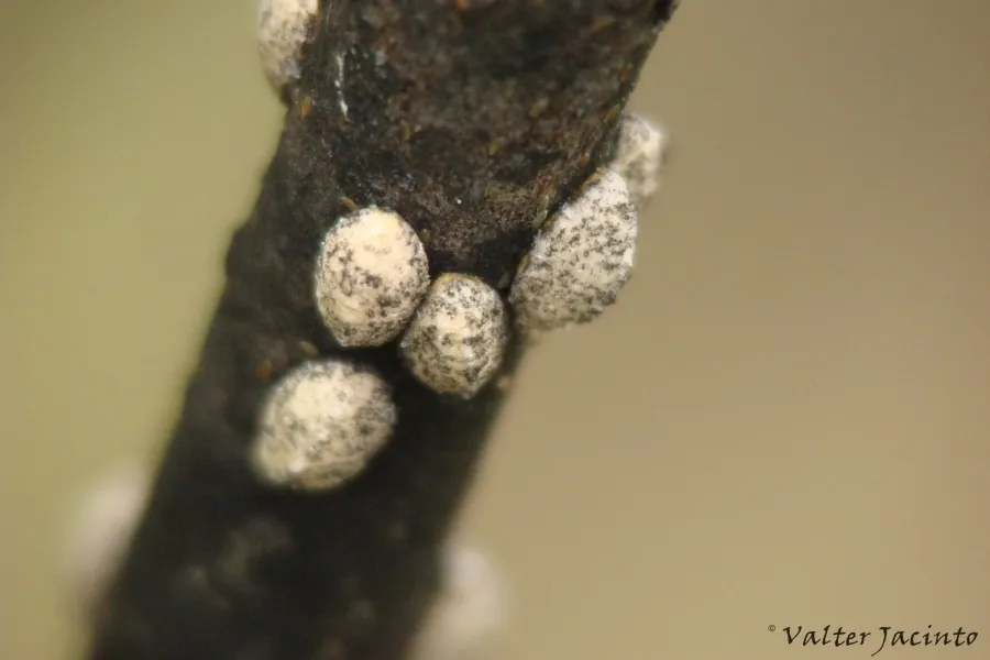 Lecanodiaspis sardoa - photo 3