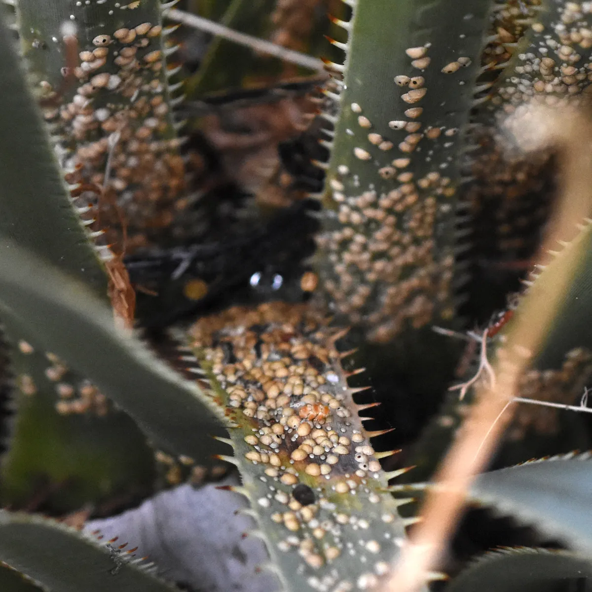 Lecanodiaspis yuccae - photo 3