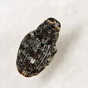 Lechriops oculatus - photo 2