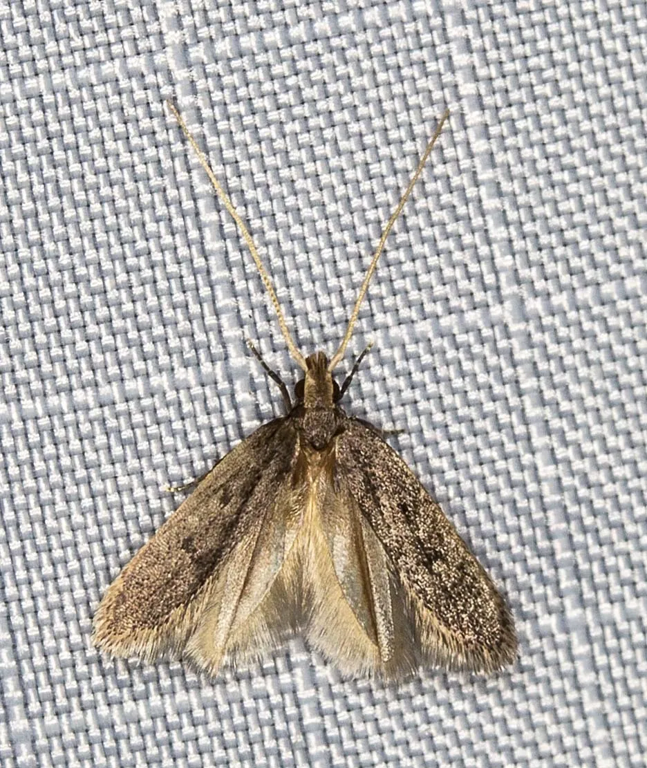 Lecithocera imprudens - photo 3