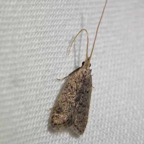 Lecithocera imprudens - photo 5