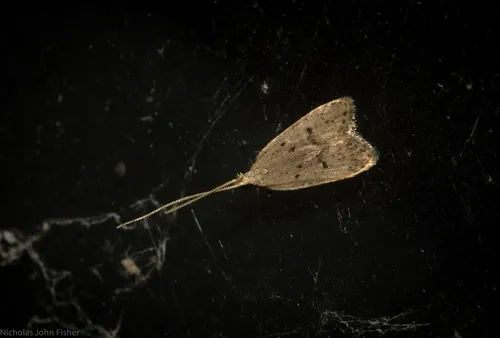 Lecithocera imprudens - photo 6