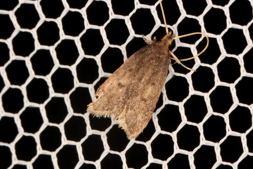 Lecithocera imprudens - photo 7