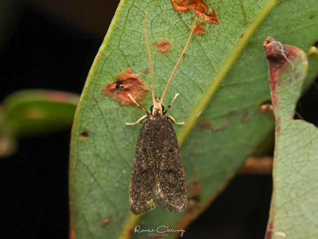Lecithocera micromela - photo 2