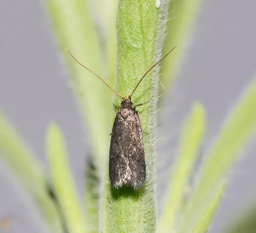 Lecithocera micromela - photo 5
