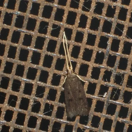 Lecithocera micromela - photo 6