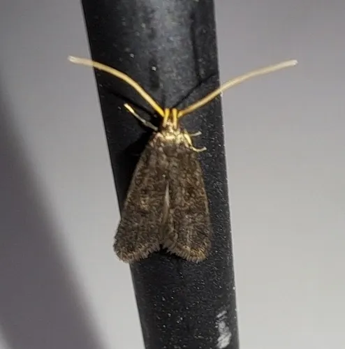 Lecithocera micromela - photo 7