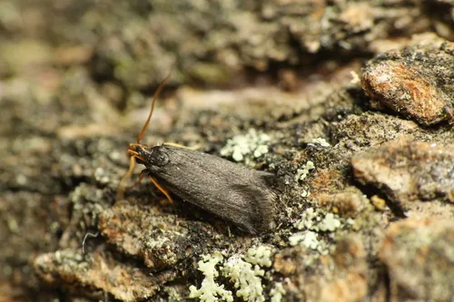 Lecithocera micromela - photo 8