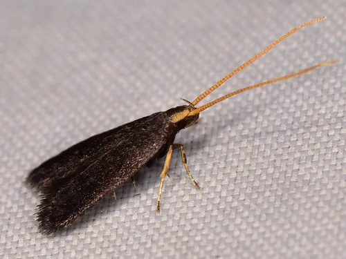 Lecithocera nigrana
