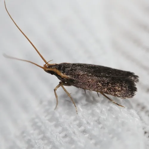 Lecithocera nigrana - photo 6