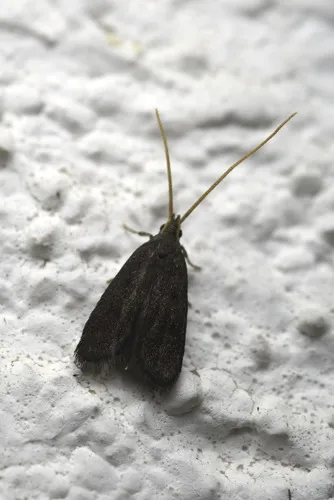 Lecithocera nigrana - photo 7