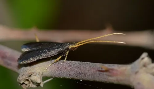 Lecithocera nigrana - photo 8