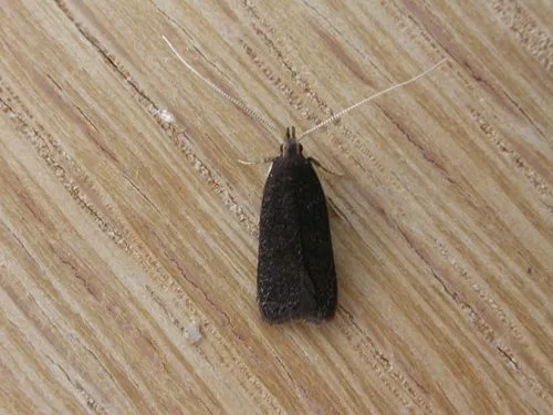 Lecithocera terrigena