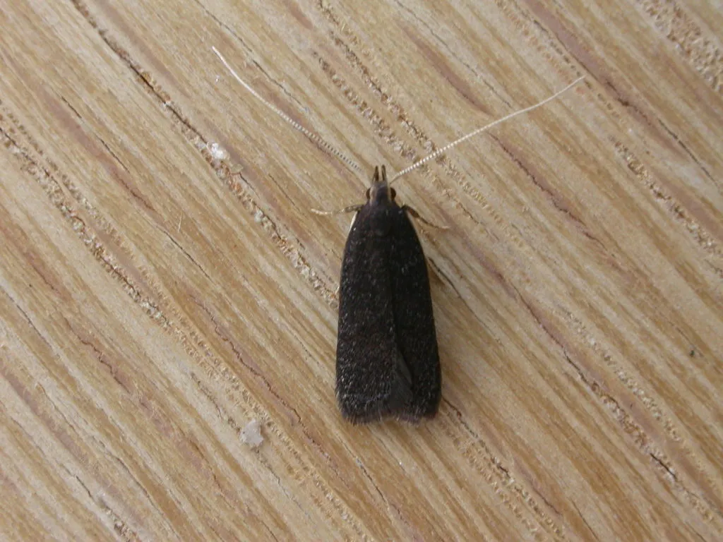 Lecithocera terrigena - photo 2