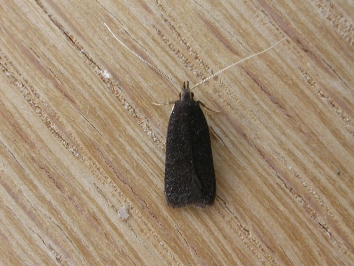 Lecithocera terrigena - photo 3