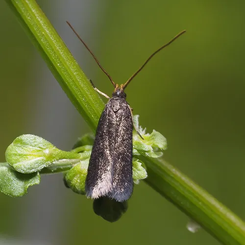 Lecithocera terrigena - photo 5