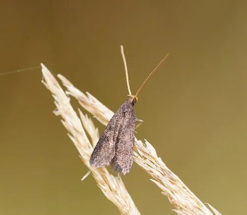 Lecithocera terrigena - photo 6